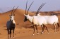 Oryx small