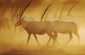 Desert_Islands_by_Anantara_Abu_Dhabi_Cheetah_The_ Legendary_ Arabian_ Oryx-DSI_1647