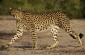 Desert_Islands_by_Anantara_Abu_Dhabi_Wildlife_encou_nters_Wildlife Encounters_Cheetah-DSI_1652