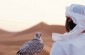 Abu-Dhabi-Local-area-falcon-in-the-desert